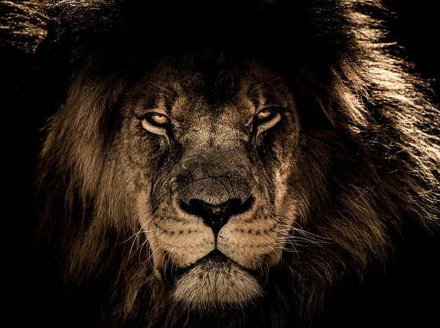 un joli lion